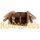 Scheinwerfer Lichtspule 8305.1-120/1 6V 35W Hauptlichtspule Simson S51 S70 SR50 KR51/2 Schwalbe